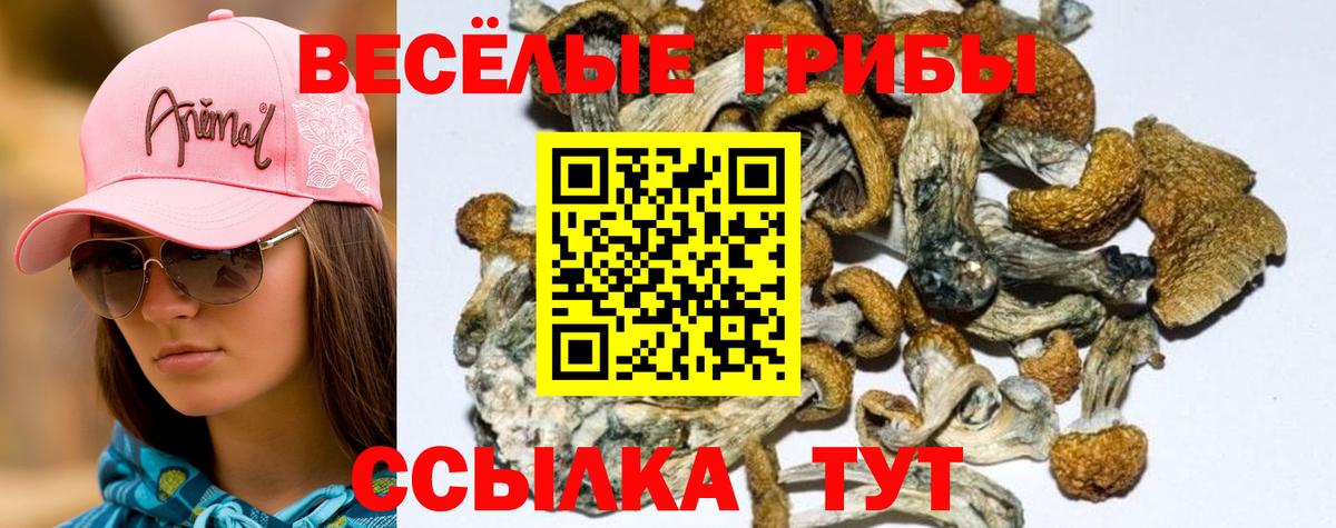 Галлюциногенные грибы Cubensis Дубна